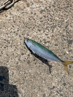ゴマサバの釣果