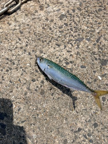 ゴマサバの釣果