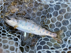 ヤマメの釣果