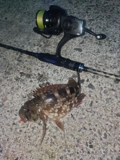 カサゴの釣果