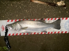 ヒラスズキの釣果