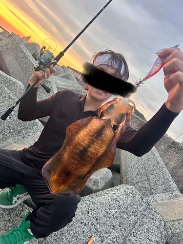 アオリイカの釣果
