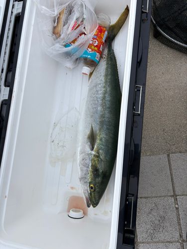 ハマチの釣果