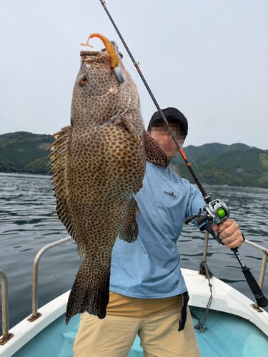 オオモンハタの釣果