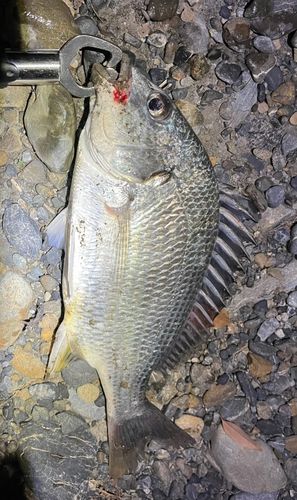 キビレの釣果