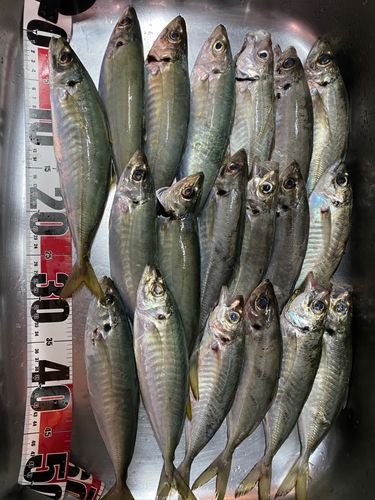 アジの釣果