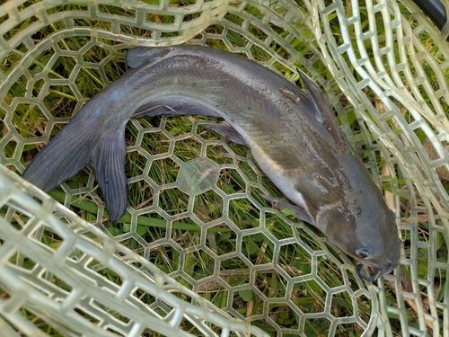 アメリカンキャットフィッシュの釣果