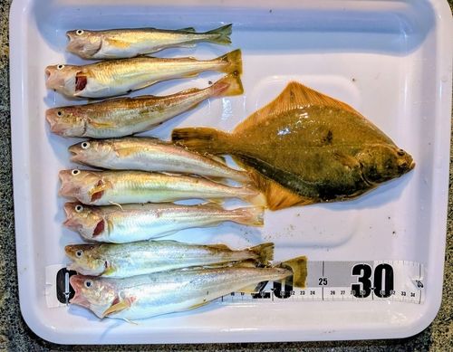 コマイの釣果