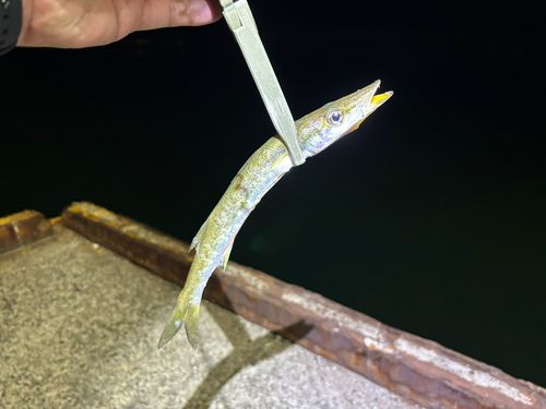カマスの釣果