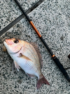 タイの釣果
