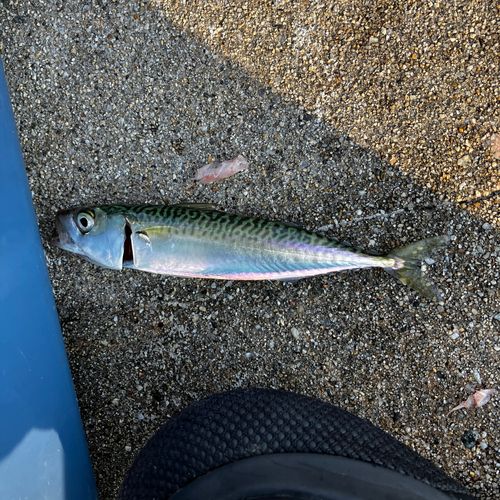 サバの釣果