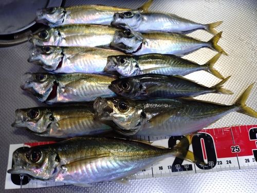 マアジの釣果