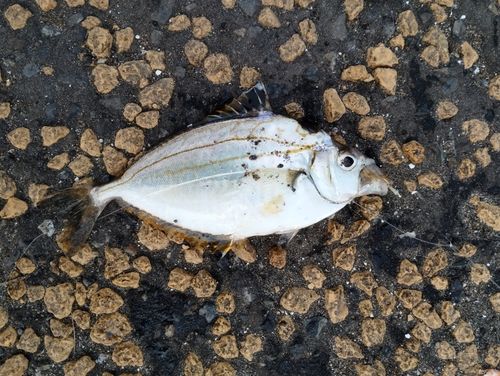 ヒイラギの釣果