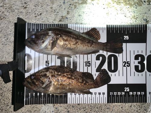 クロソイの釣果