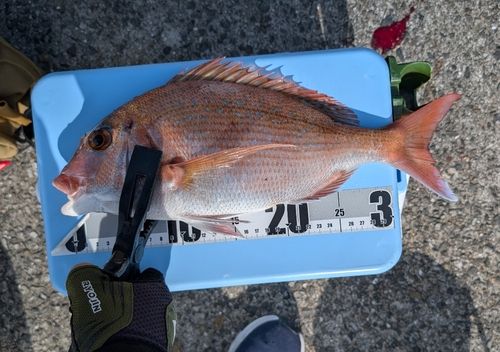 タイの釣果