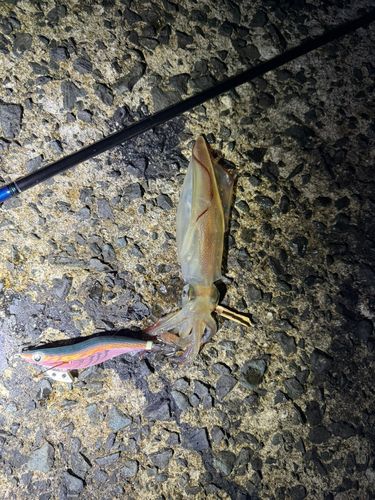 ケンサキイカの釣果
