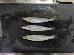 キスの釣果