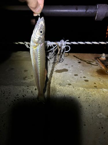 シロギスの釣果