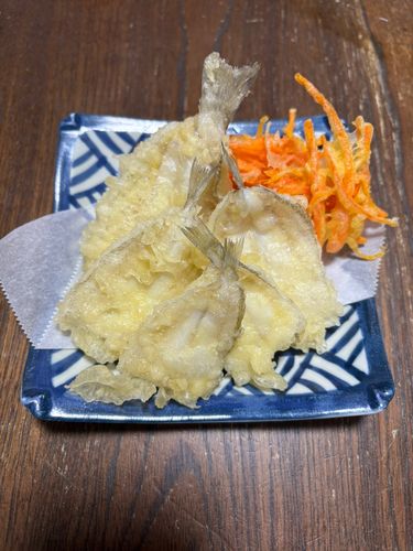 シロギスの釣果