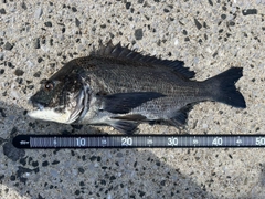 クロダイの釣果