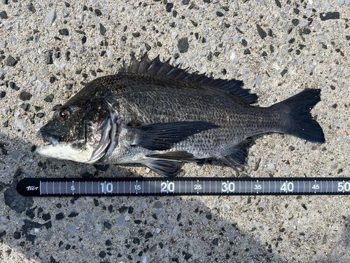 クロダイの釣果