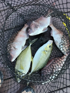 シマアジの釣果
