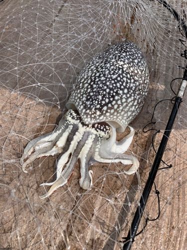 シリヤケイカの釣果