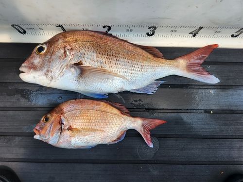 マダイの釣果