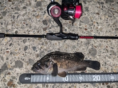 クロソイの釣果