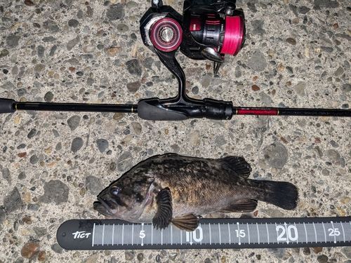 クロソイの釣果