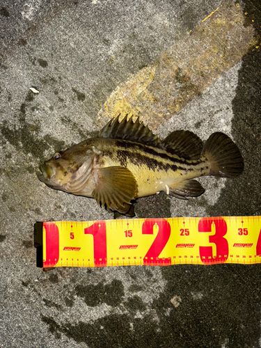 シマゾイの釣果