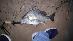 キビレの釣果