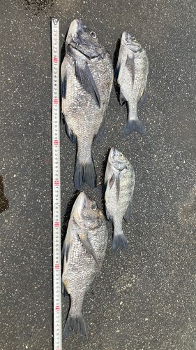 チヌの釣果