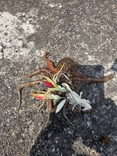 タコの釣果