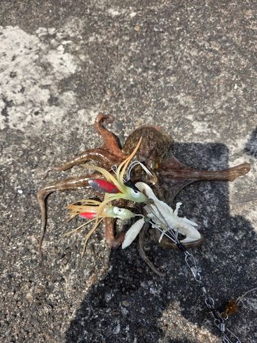 タコの釣果