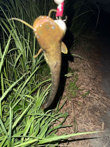 ナマズの釣果