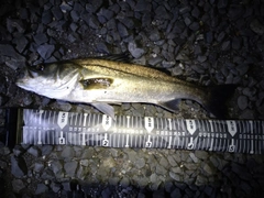 フッコ（マルスズキ）の釣果
