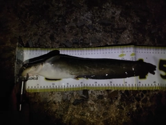 ナマズの釣果