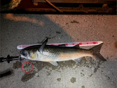 ボラの釣果