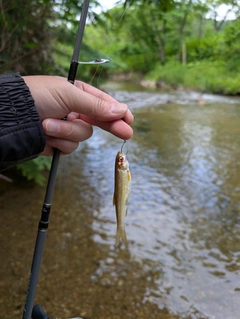 ウグイの釣果