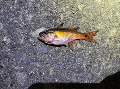 ネンブツダイの釣果