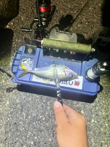 マアジの釣果