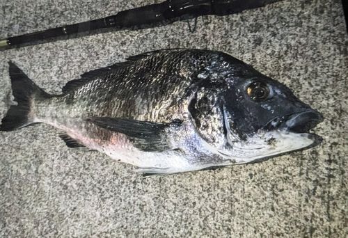 クロダイの釣果