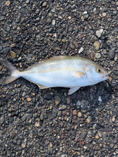 ショゴの釣果