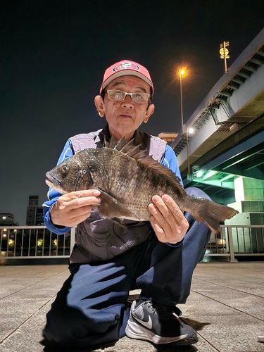 チヌの釣果