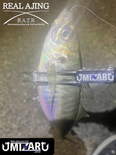 マアジの釣果