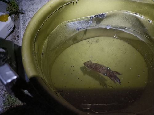 ヒイカの釣果