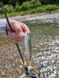 ヤマメの釣果