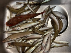 アナゴの釣果