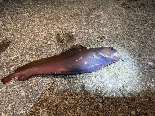 エゾイソアイナメの釣果